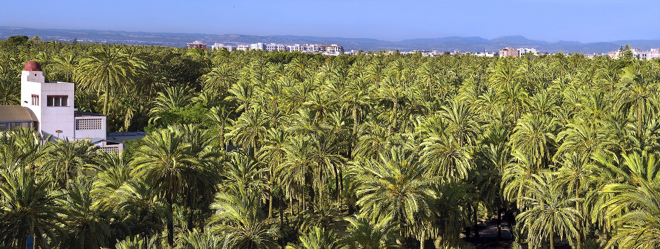 Emisión en directo de la Sesión Ordinaria del Patronato del Palmeral de Elche