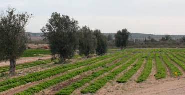 Consulta pública ordenança crema agrícola