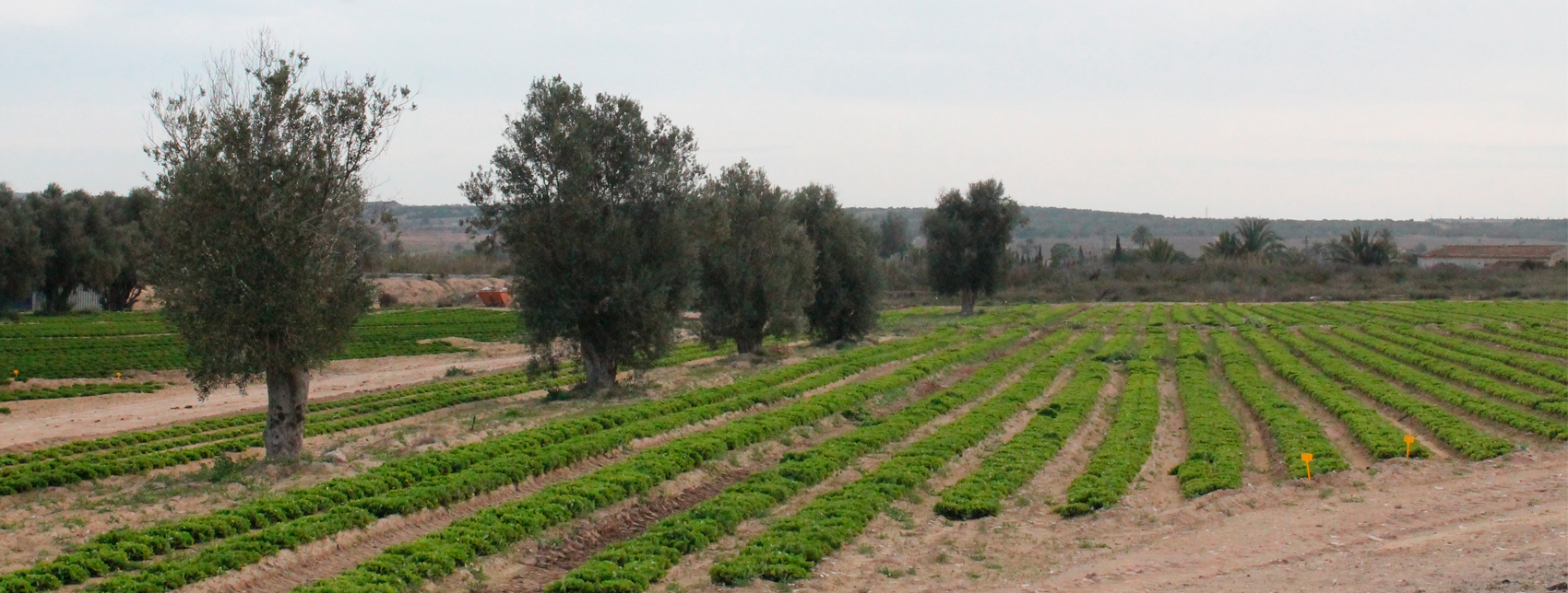 Consulta pública ordenanza quema agrícola