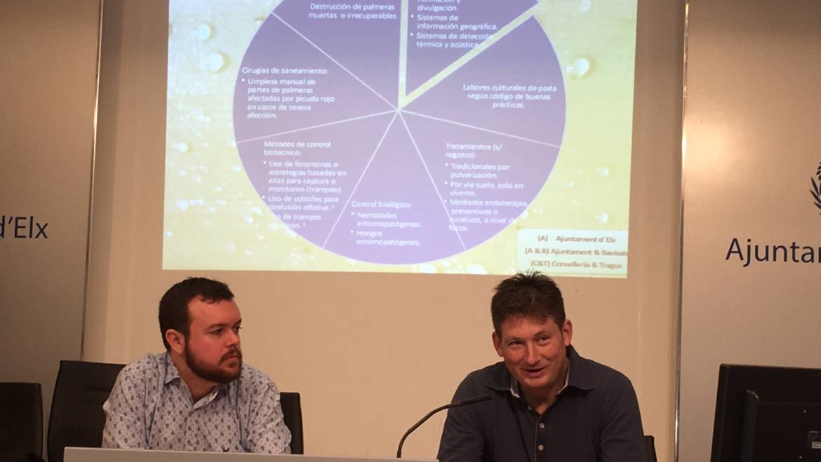 La incidència del morrut roig baixa en el Palmerar Històric i el control de la plaga s’estén a noves zones