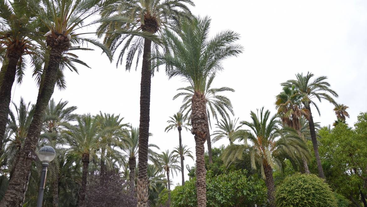 La lucha biológica contra el picudo mantiene sanas a más del 99% de las palmeras en las que se ha aplicado el hongo