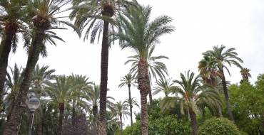 La lucha biológica contra el picudo mantiene sanas a más del 99% de las palmeras en las que se ha aplicado el hongo