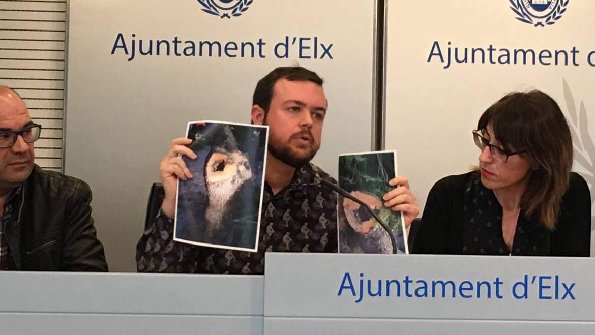 Talados siete árboles enfermos en Altabix