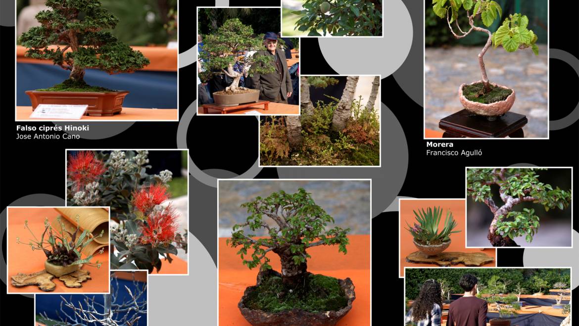 XXIII Exposición de Bonsái