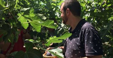 El edil de Medio Ambiente, Antonio García visita el cultivo de higos y brevas del Camp d’Elx