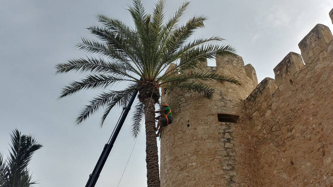Concurso de trepa de palmera