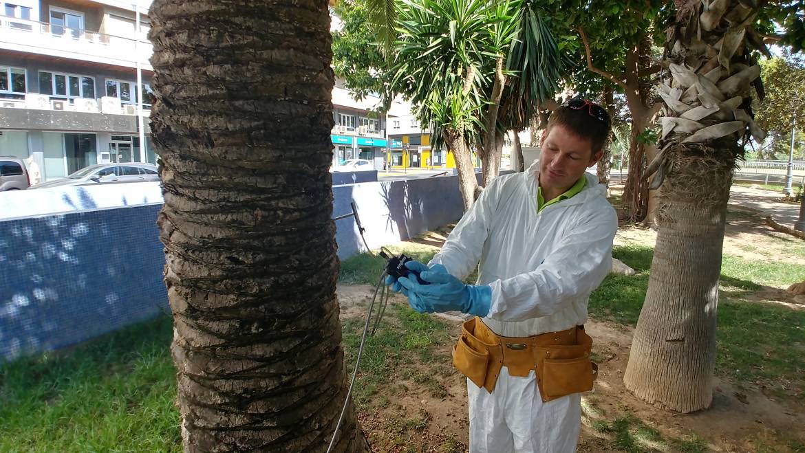 L’emamectina: el tractament més eficaç en la lluita contra el morrut roig