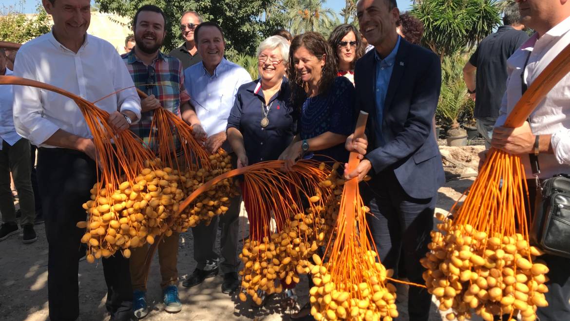 Carlos González: “Elche volverá a ser un gran centro de producción europeo de palmeras in vitro”