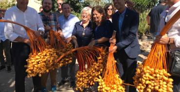 Carlos González: “Elche volverá a ser un gran centro de producción europeo de palmeras in vitro”