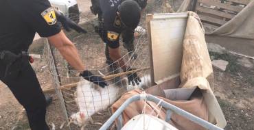 El GAO desmantela criadero ilegal de gallos de pelea en Altabix