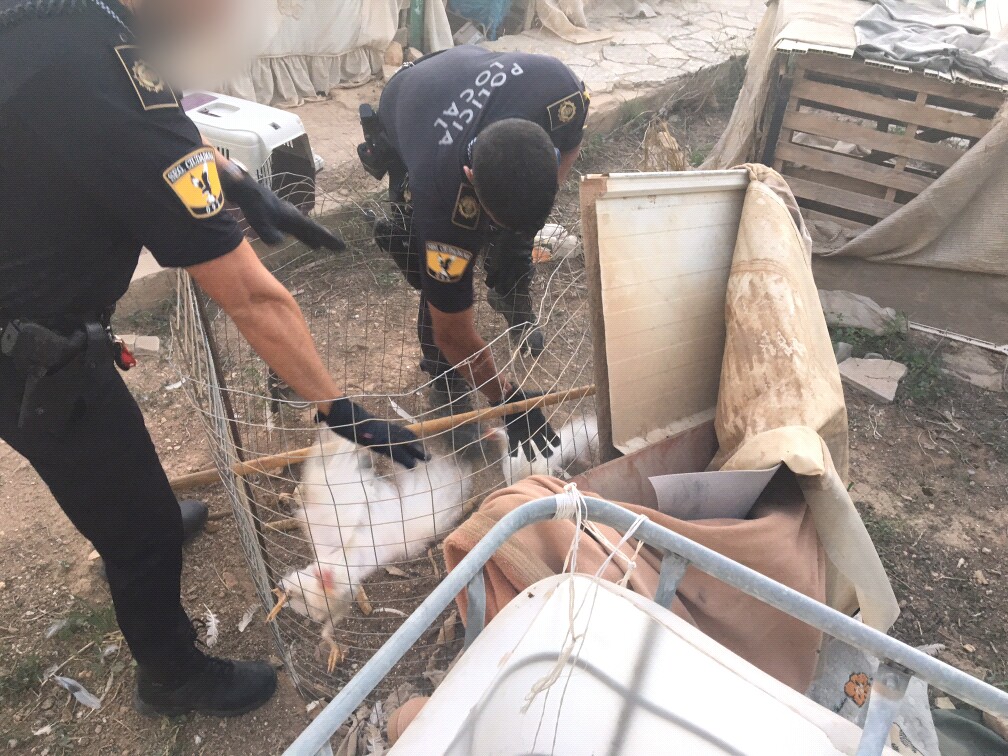 El GAO desmantela criadero ilegal de gallos de pelea en Altabix