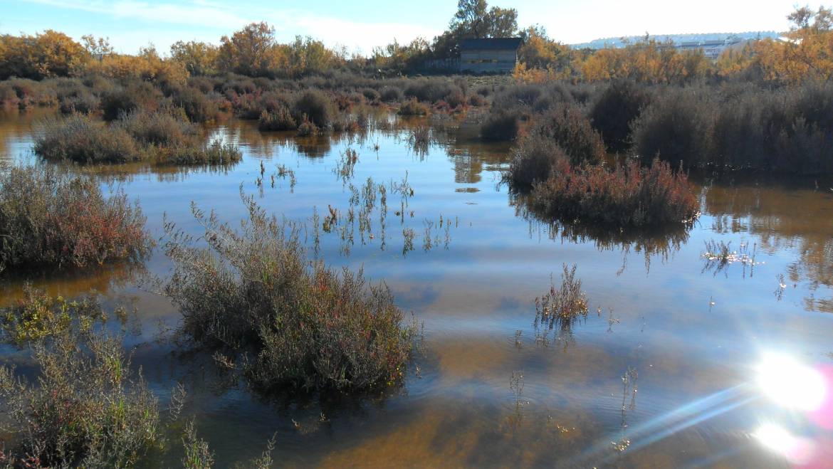 El Clot de Galvany celebra su decimotercer aniversario como Paraje Natural Municipal con una jornada de puertas abiertas