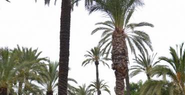 El Ayuntamiento inicia la redacción del Plan de Uso y Gestión del Palmeral que espera concluir esta legislatura