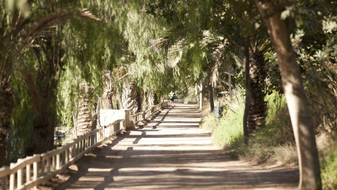 Elche celebra el XIX aniversario de la declaración del Palmeral como Patrimonio de la Humanidad