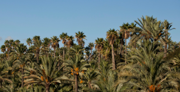 La Generalitat aprueba por primera vez el informe de evaluación ambiental del Plan Especial del Palmeral