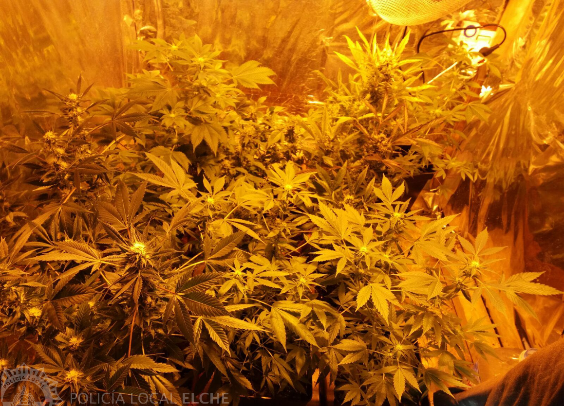 Descobert cultiu de marihuana per a tràfic d’estupefaents