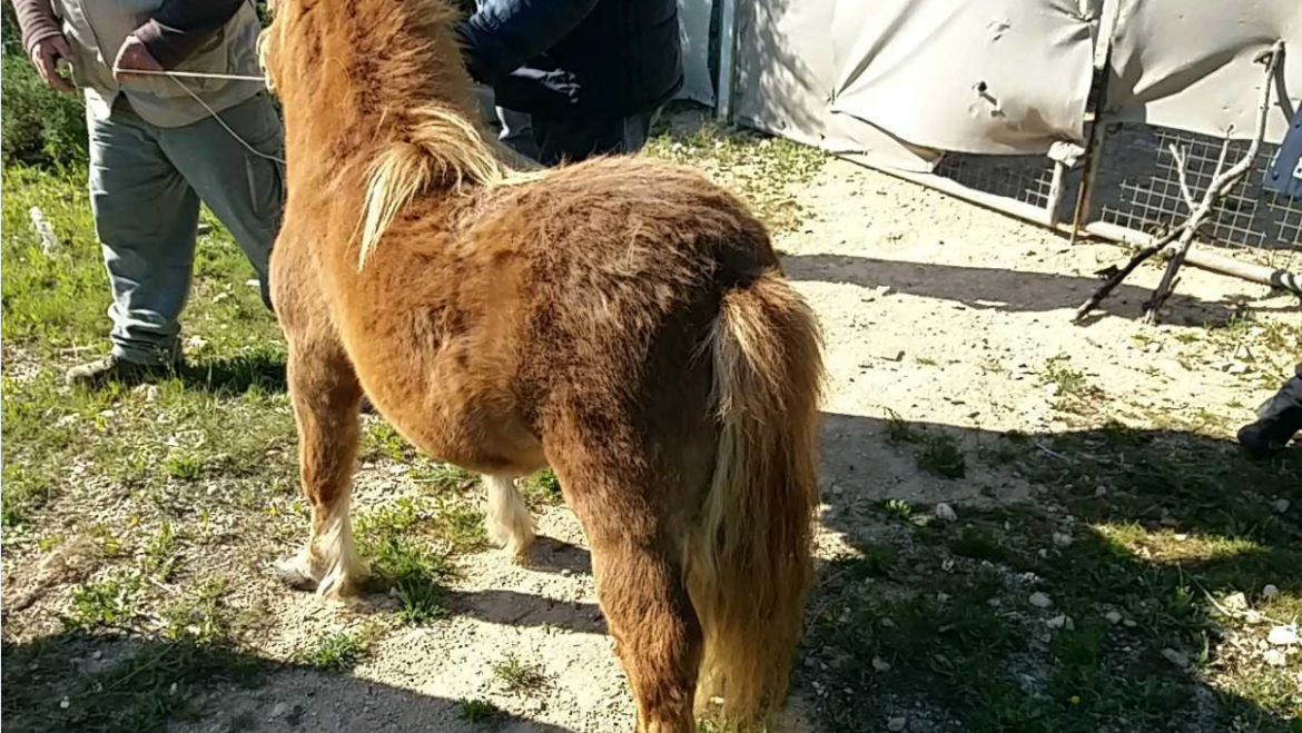 Rescat d’un poni i altres animals en possible situació d’abandó en Altabix