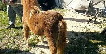 Rescate de pony y otros animales en posible situación de abandono en Altabix