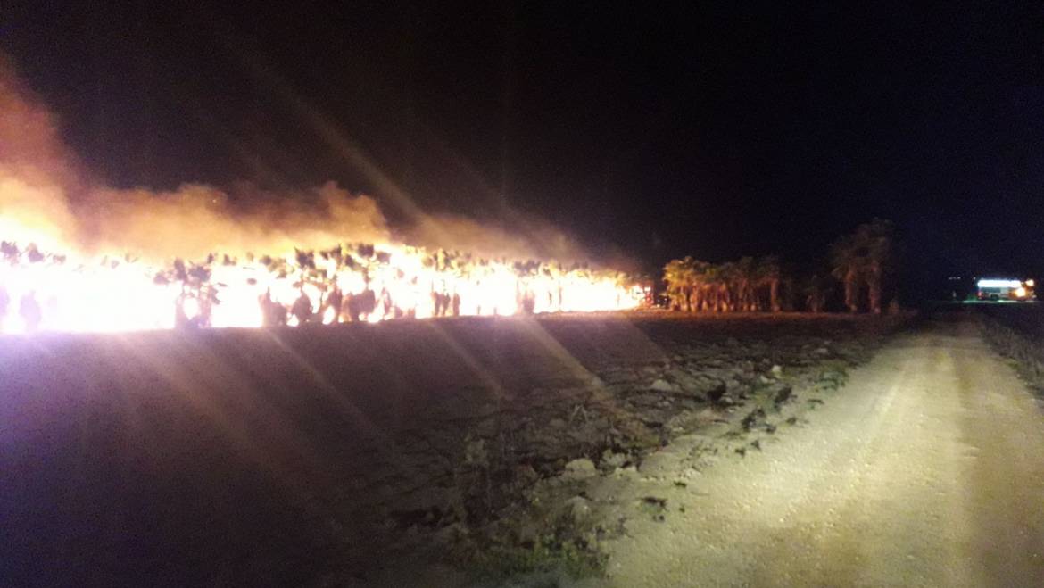 Incendi en hort de palmeres en la rodalia del Fondo