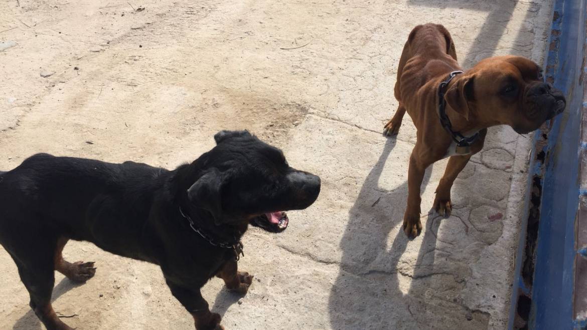 Medio Ambiente rescata dos perros por un posible caso de abandono