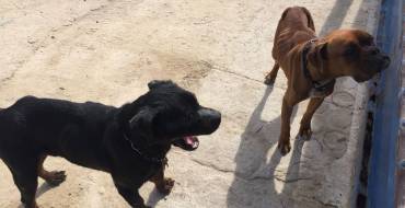 Medio Ambiente rescata dos perros por un posible caso de abandono