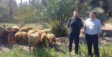 El Ayuntamiento presenta una iniciativa en la cual ovejas guirra cuidan del Palmeral