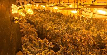 Descubierta plantación de marihuana con más de 200 plantas tras una reyerta