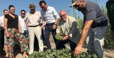 Els regants de Carrissars preveuen recollir enguany més de 400.000 quilos de meló