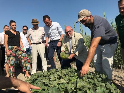 Els regants de Carrissars preveuen recollir enguany més de 400.000 quilos de meló