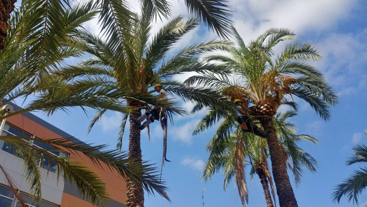 El Ayuntamiento intensifica la poda de palmeras antes de que comience el curso escolar