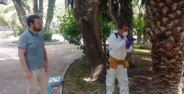 Un total de 80 palmeras son tratadas con emamectina, la herramienta más eficaz para la lucha contra el picudo