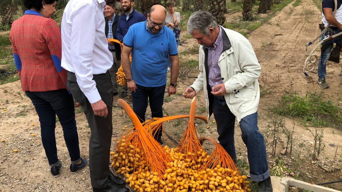 La Regidoria de Desenvolupament Rural i l’Estació Experimental Agrària d’Elx han realitzat una jornada tècnica sobre la promoció i diferenciació de la palmera datilera