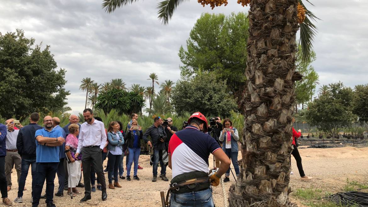 La cooperativa Datelx espera collir enguany més de 15.000 quilos de dàtils