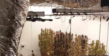 UTE localiza plantación de marihuana al atender una agresión doméstica