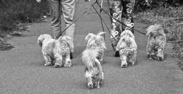 Resultado de la campaña por infracciones relativas a tenencia de animales de compañía