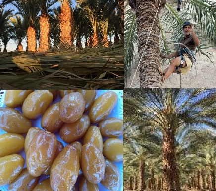 El edil de Palmeral asiste a unas jornadas en las que se van a presentar los últimos avances en el cultivo de la palmera