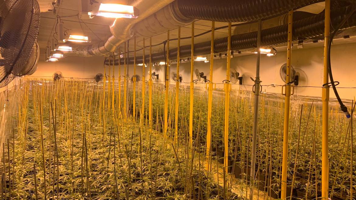 Desmantellada plantació de 1.600 plantes de marihuana a Carrús