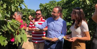 La producción de brevas en el Camp d’Elx alcanzará este año el millón de kilos