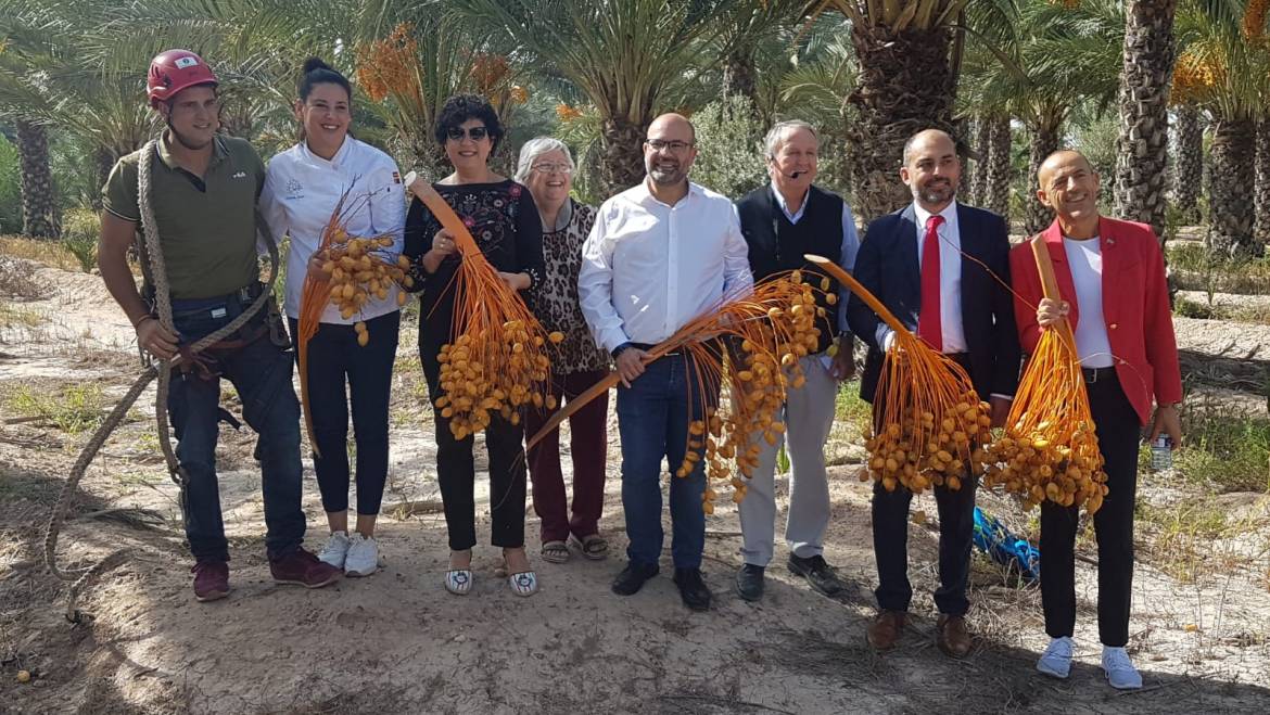 Arranca la temporada datilera amb el tall del primer ramàs