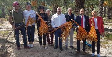 Arranca la temporada datilera con el corte del primer ramazo
