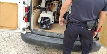 Intervención cautelar de varios perros por falta de higiene y cuidados