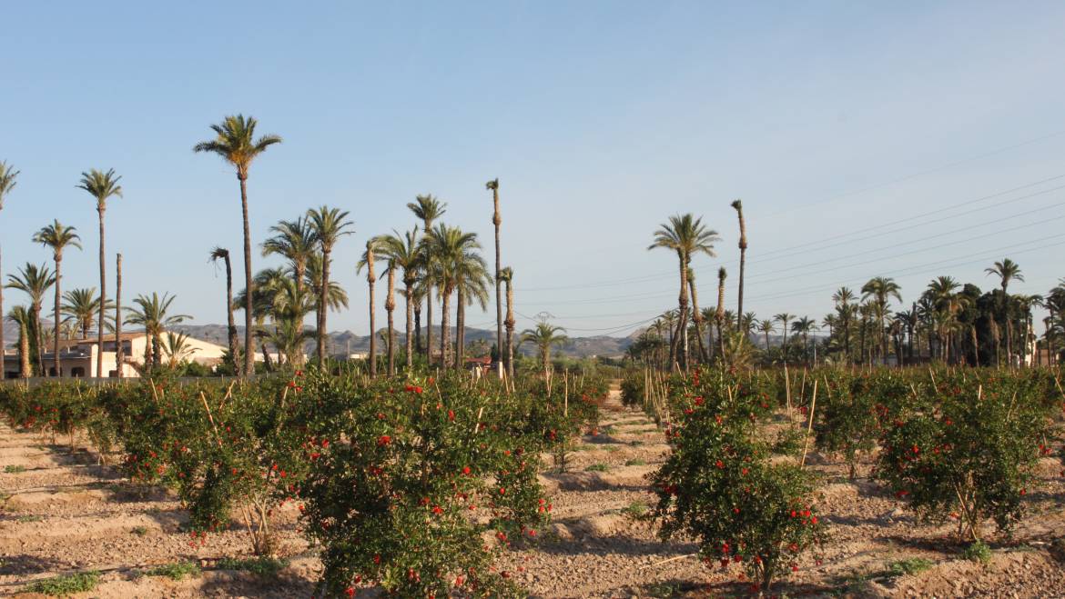 20 milions d’euros d’ajudes per a les explotacions agràries danyades per la DANA