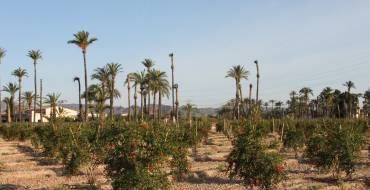 20 millones de euros de ayudas para las explotaciones agrarias dañadas por la DANA