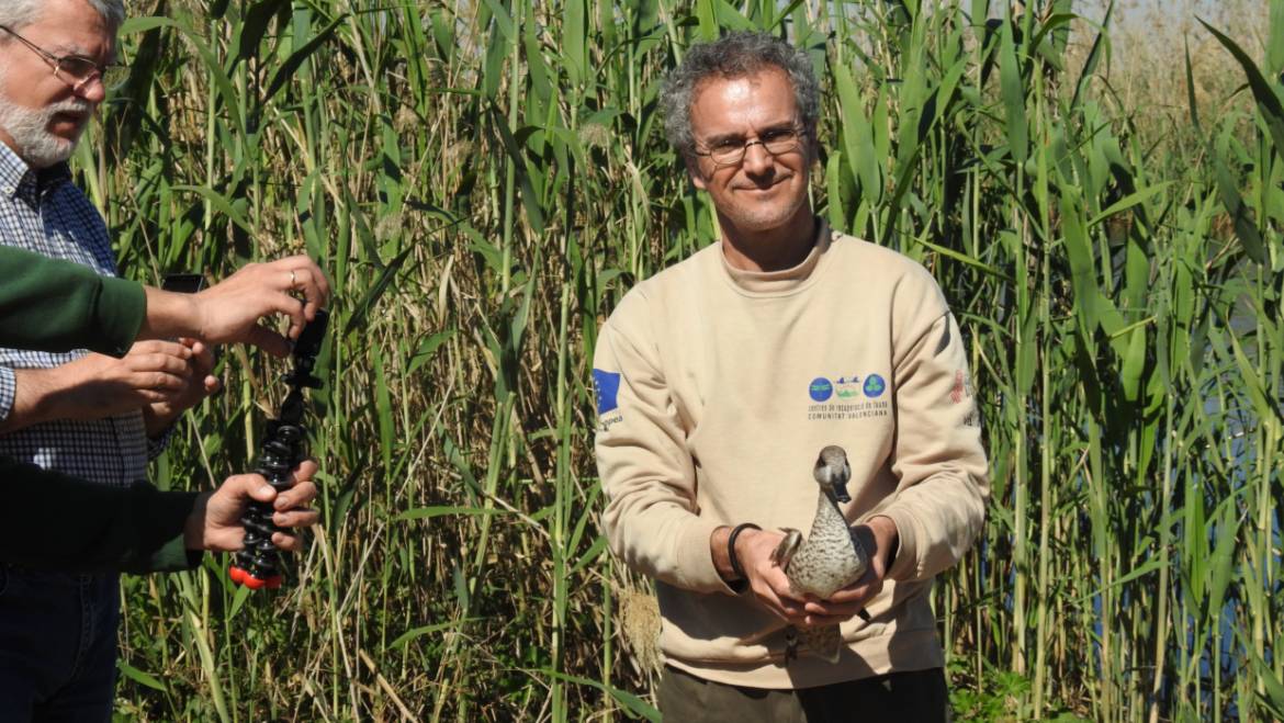 Suelta de una treintena de cercetas pardillas en el Clot de Galvany