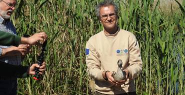 Suelta de una treintena de cercetas pardillas en el Clot de Galvany