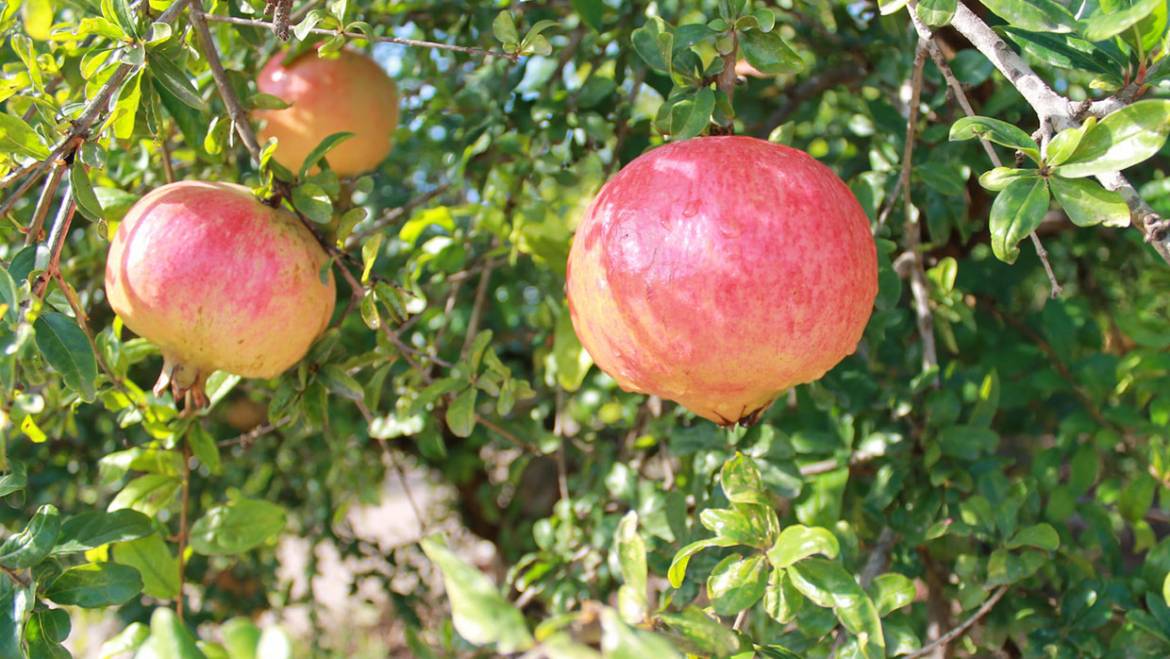 Agricultura destina 24,4 millones al Agroseguro y una subvención adicional a la DO Granada Mollar