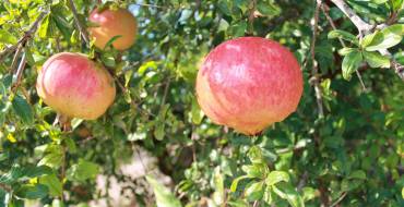 Agricultura destina 24,4 millones al Agroseguro y una subvención adicional a la DO Granada Mollar