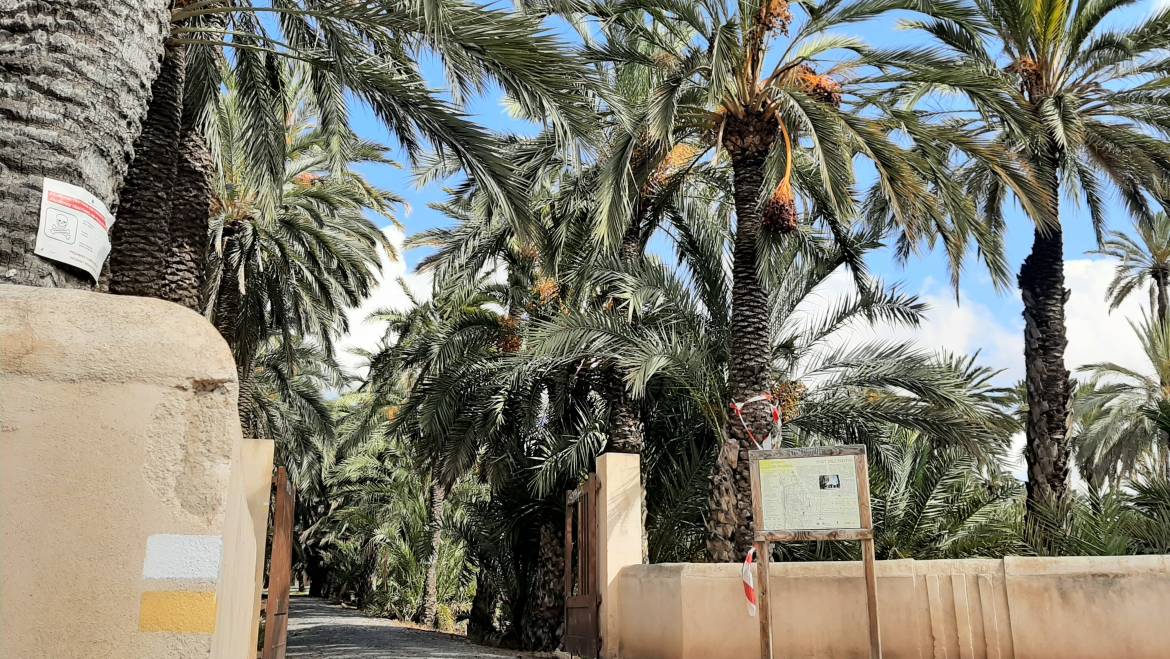 El Ayuntamiento recibe una ayuda del ministerio de Cultura de casi 42.000 euros para la conservación de la Ruta del Palmeral