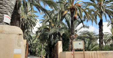 El Ayuntamiento recibe una ayuda del ministerio de Cultura de casi 42.000 euros para la conservación de la Ruta del Palmeral