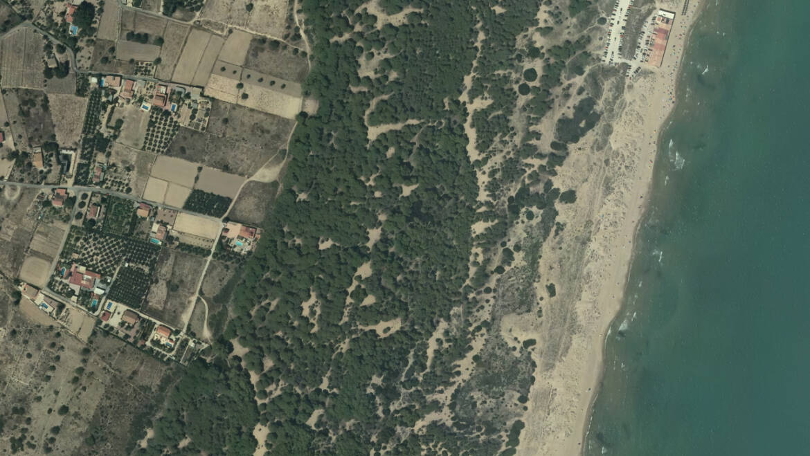 La restauración de la pinada de La Marina avanza a buen ritmo